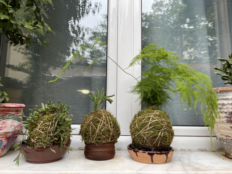 copertina di Aperitivo kokedama - Christmas Edition