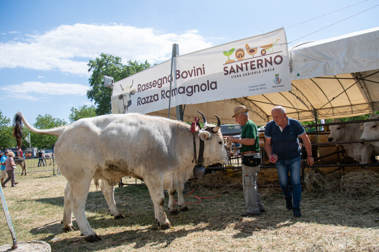 copertina di Rassegna Interprovinciale Bovini Razza Romagnola