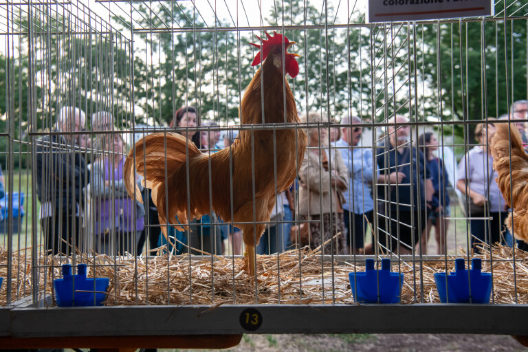 copertina di Gara di canto del gallo