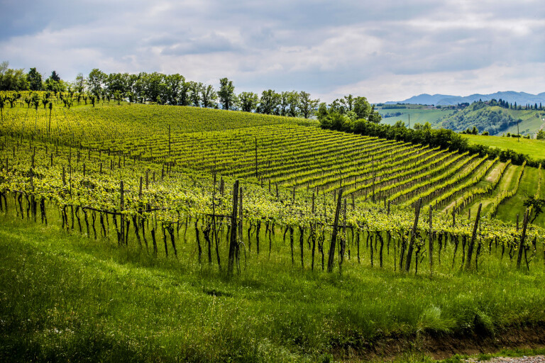 copertina di Il vino: prima che finisca nel bicchiere