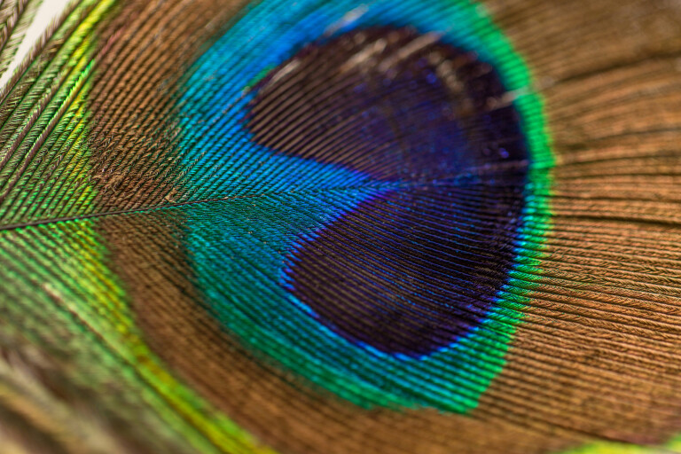 copertina di Uccelli arcobaleno