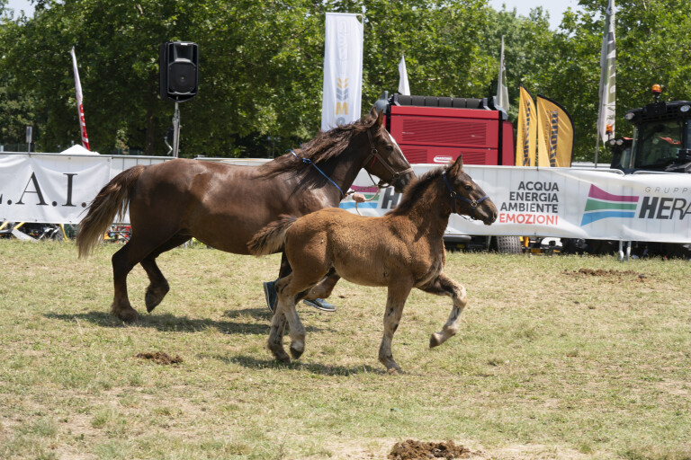 immagine di Giochi equestri