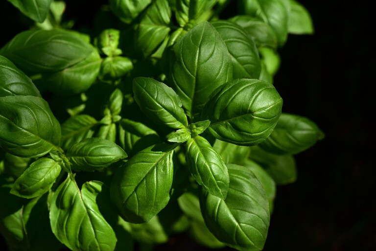 copertina di Le erbe aromatiche: coltivazione, conservazione e utilizzo in cucina