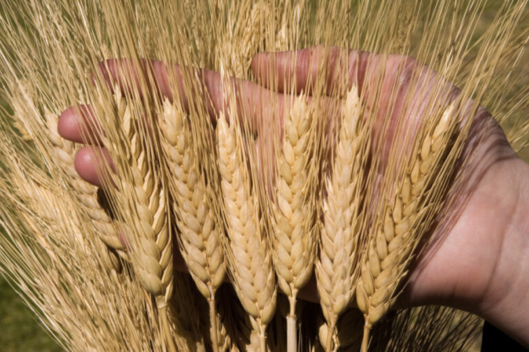 copertina di Dal grano alla pasta e al pane: la ricerca genetica può mitigare la tempesta perfetta in atto?