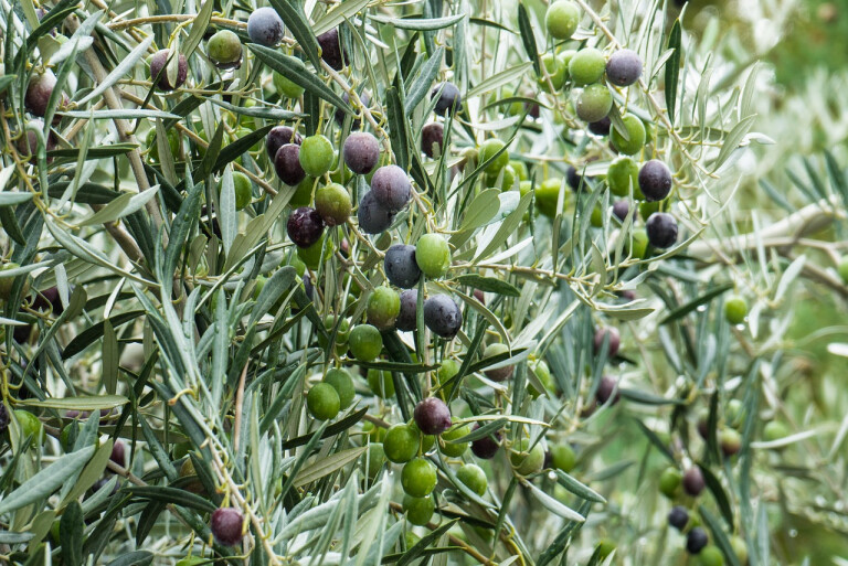 copertina di Antichi uliveti e una nuova idea di olio