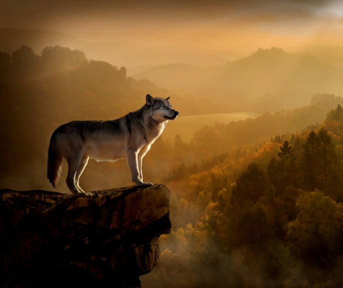 immagine di Racconti del grande nord