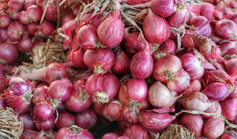 copertina di Lo scalogno di Romagna IGP, da fresco, non si butta via niente! 