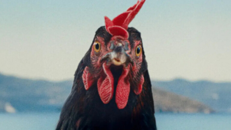 immagine di Hen
