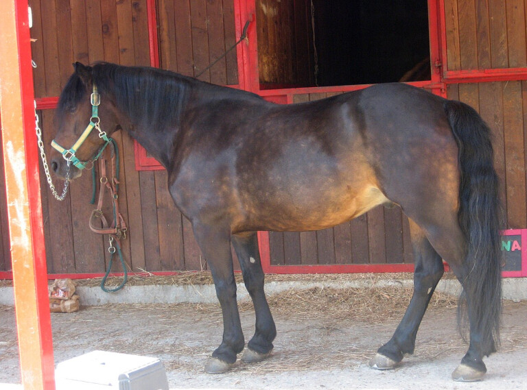immagine di Spettacolo a cavallo del bardigiano