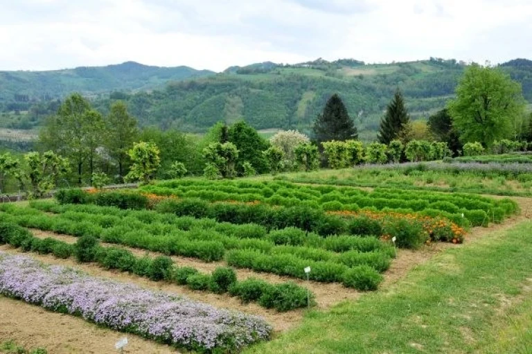 copertina di NATURE THERAPY ® AL VIVAIO ZERINA
