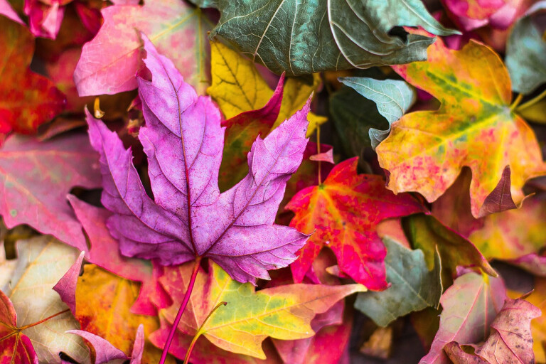 immagine di L'autunno in un quadro