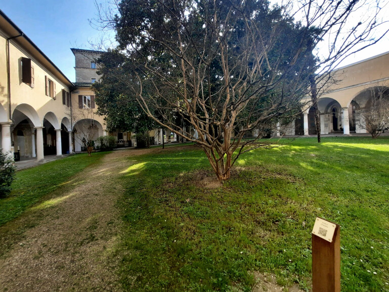 copertina di Grandi alberi al Piratello