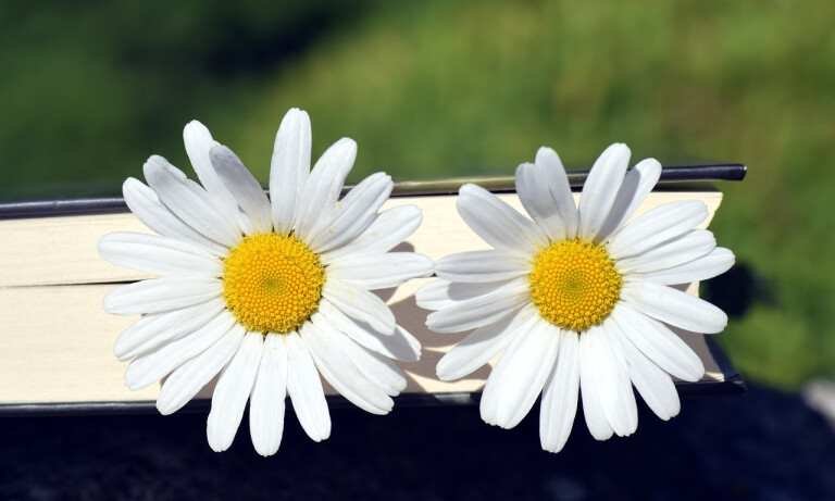 copertina di La Primavera tra i libri