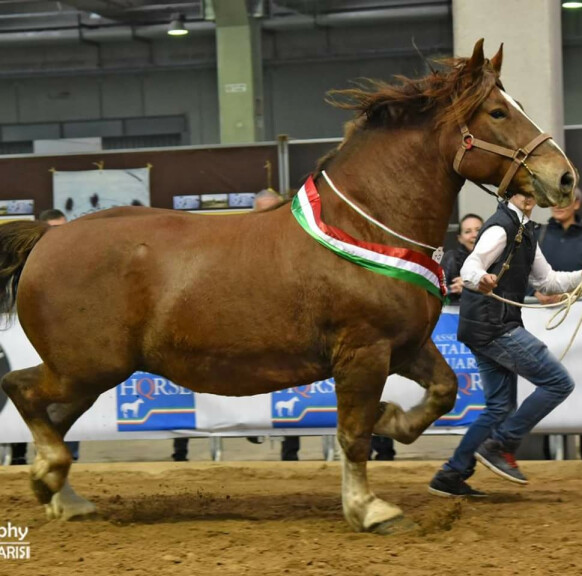 copertina di Il Cavallo Agricolo Italiano Tiro Pesante Rapido